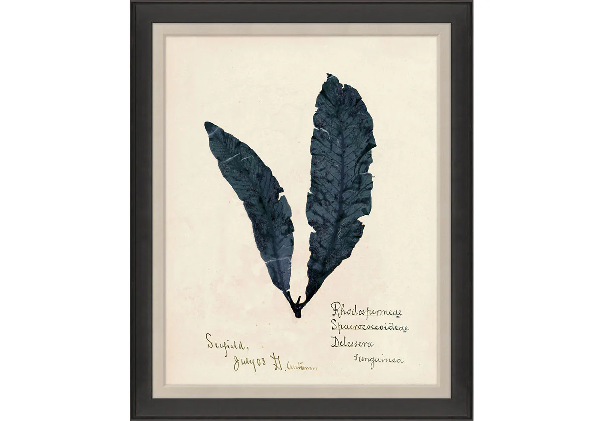 CAPISTRANO SEAWEED - Image 6