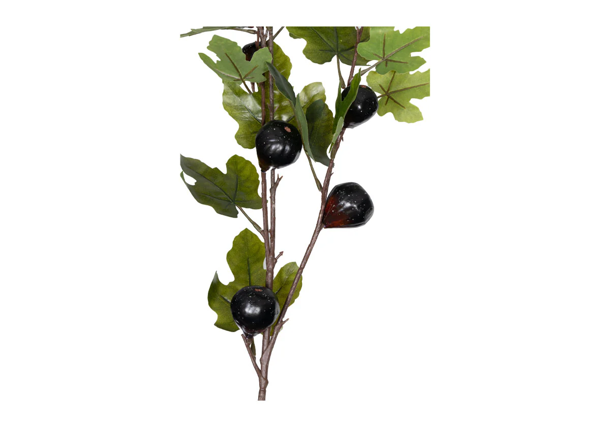 FIG BRANCH - Image 4