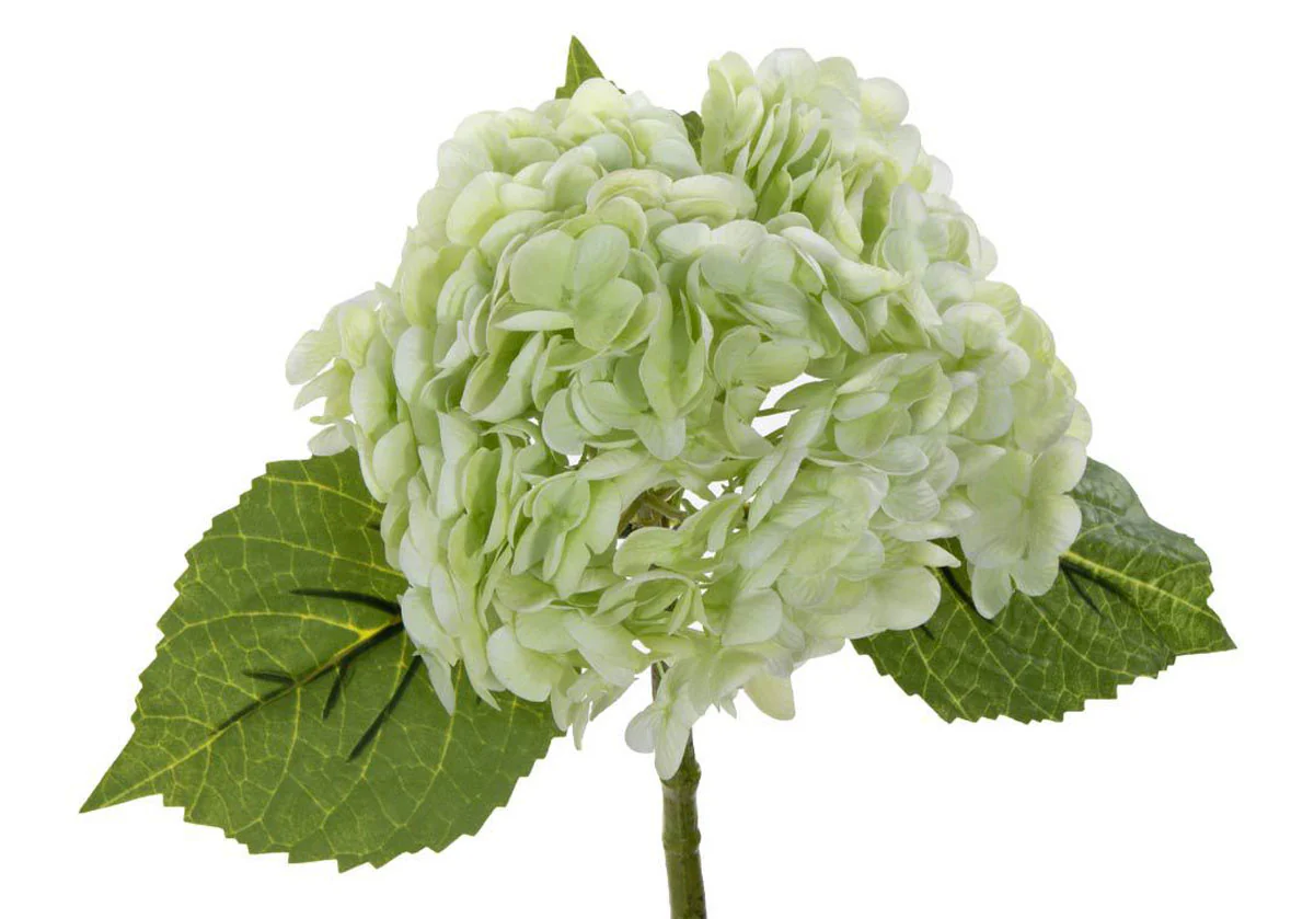 HYDRANGEA STEM | Limelight - Image 4