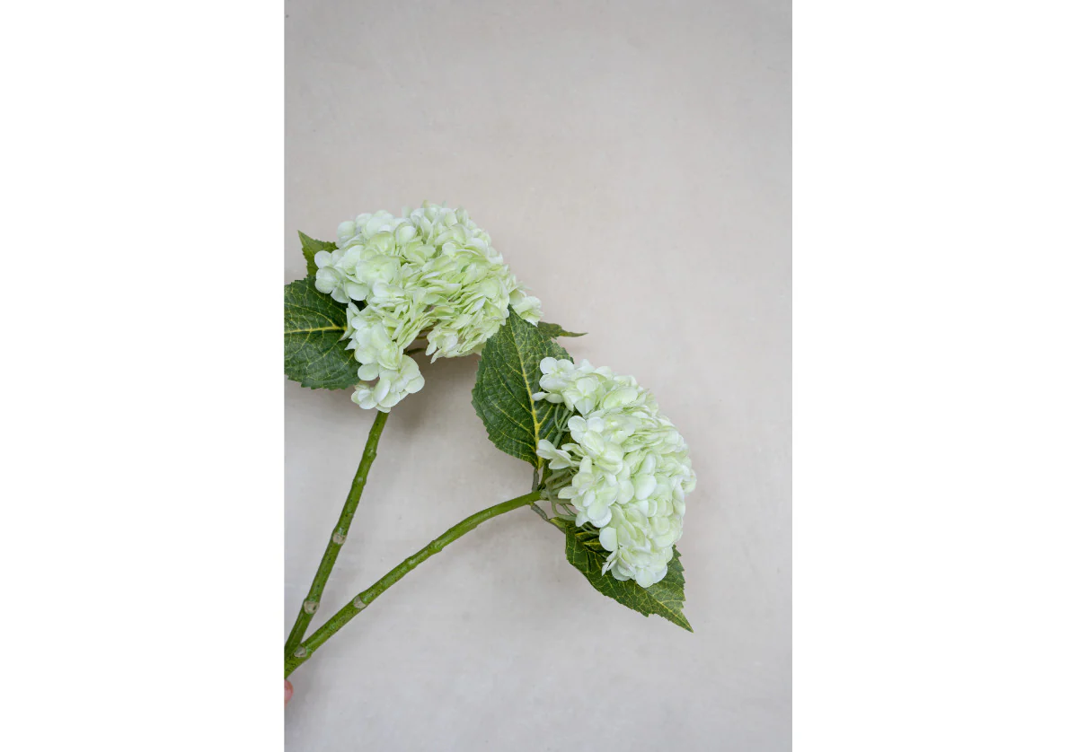 HYDRANGEA STEM | Limelight - Image 6