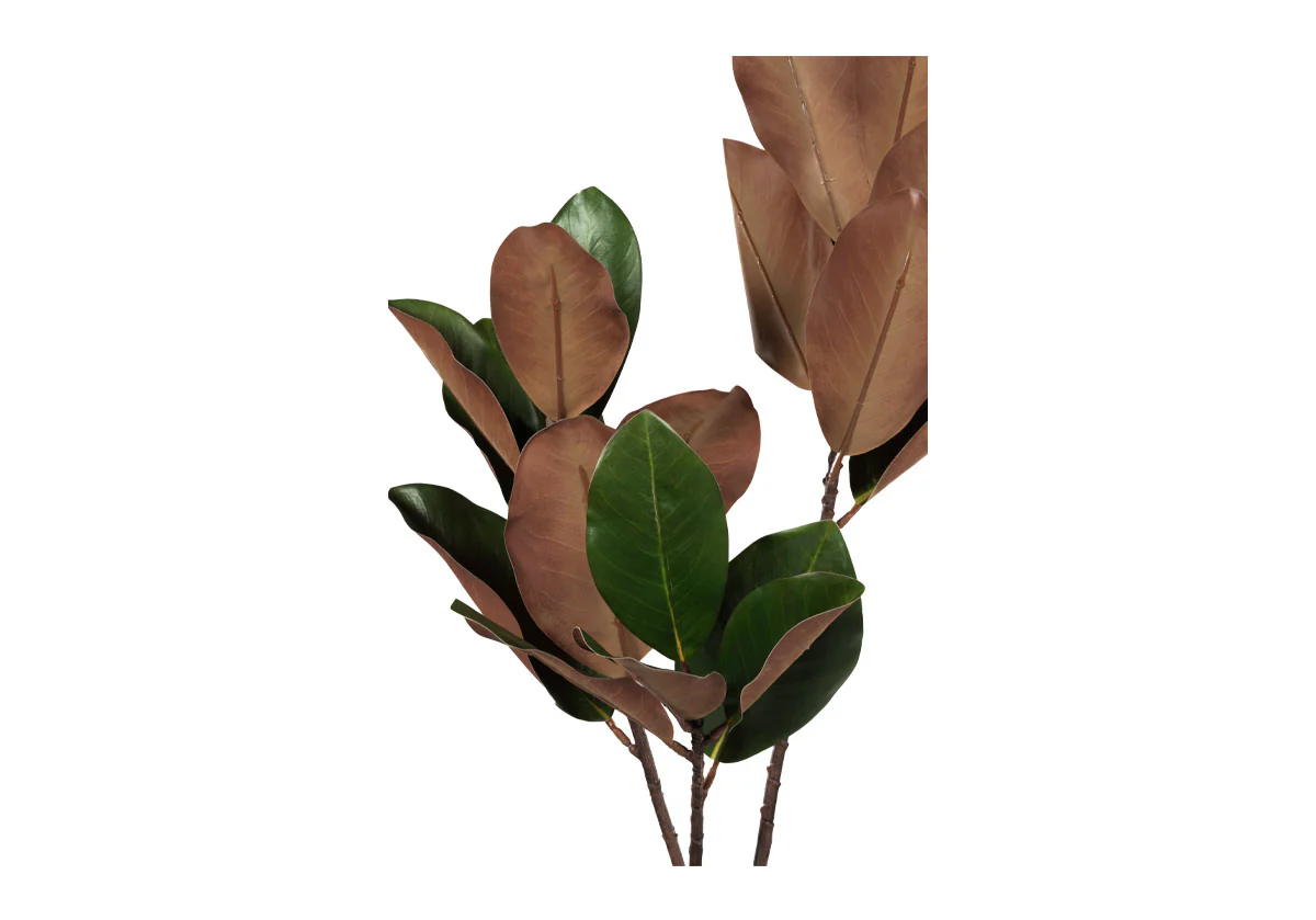 MAGNOLIA BRANCH - Image 4