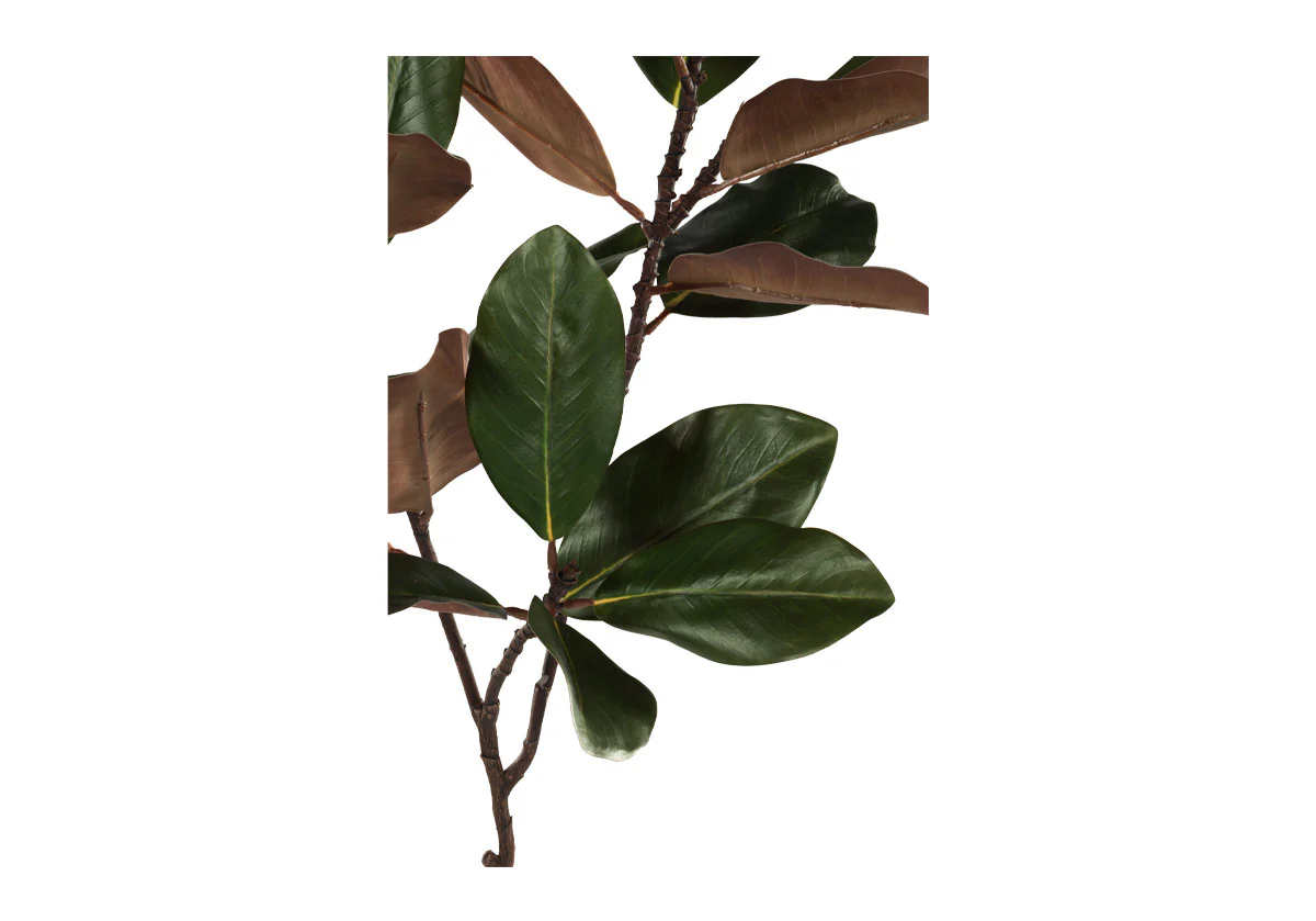 MAGNOLIA BRANCH - Image 5
