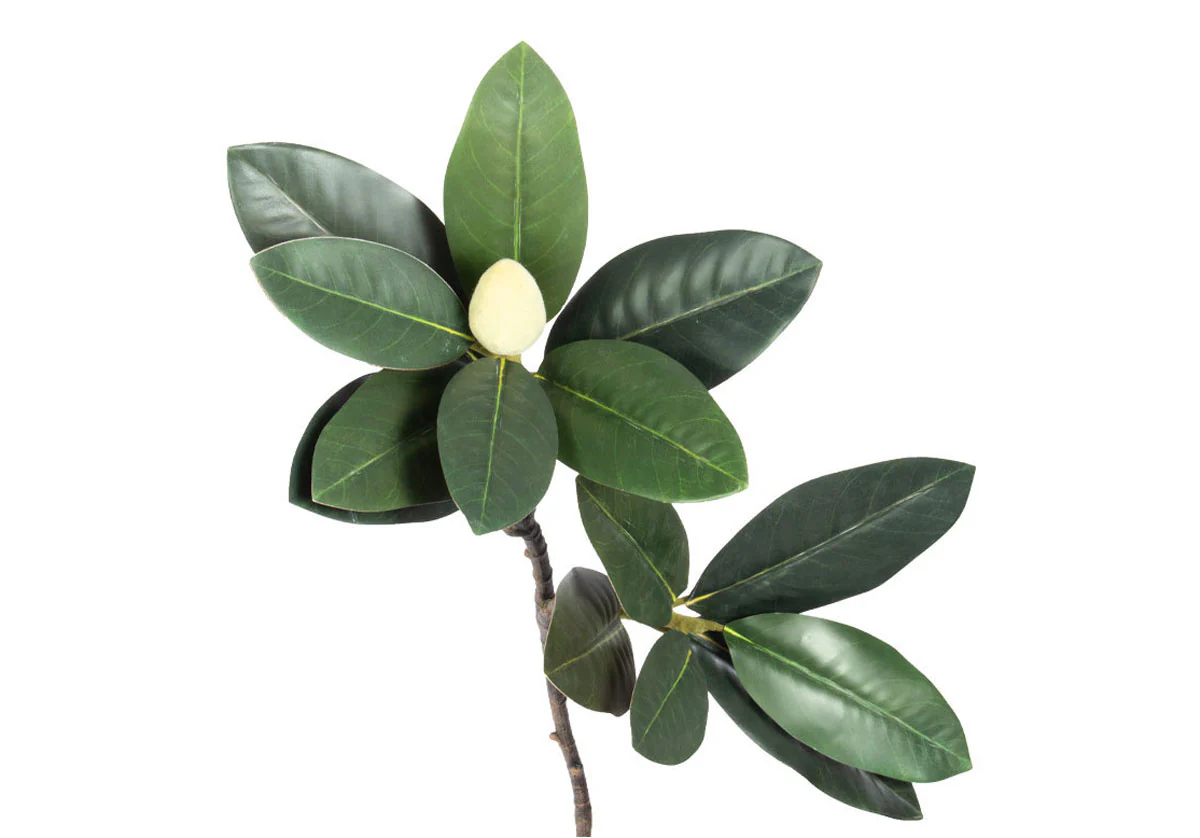 MAGNOLIA STEM - Image 4