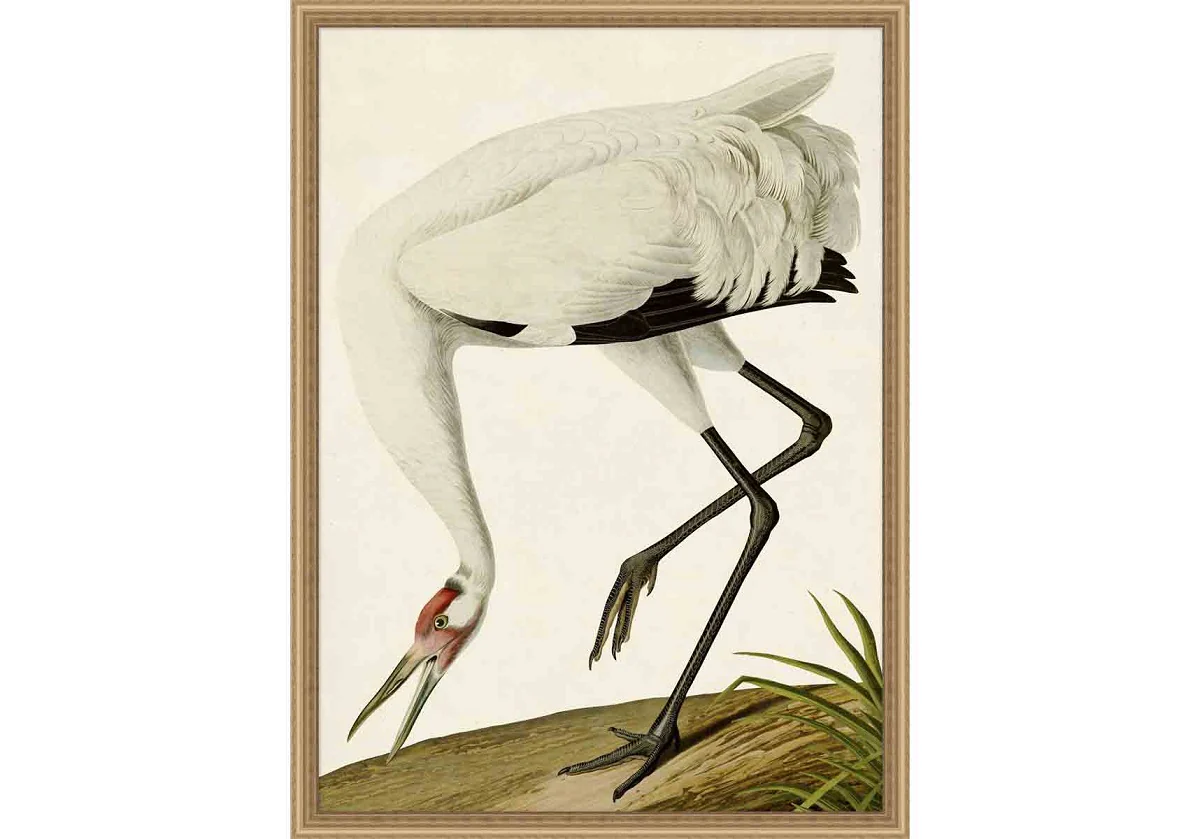 OISEAU - Image 7