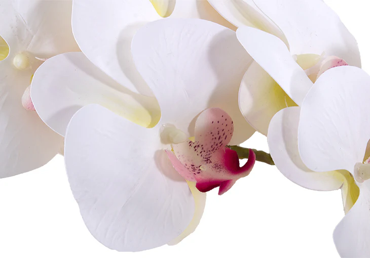 WHITE ORCHID STEM - Image 4